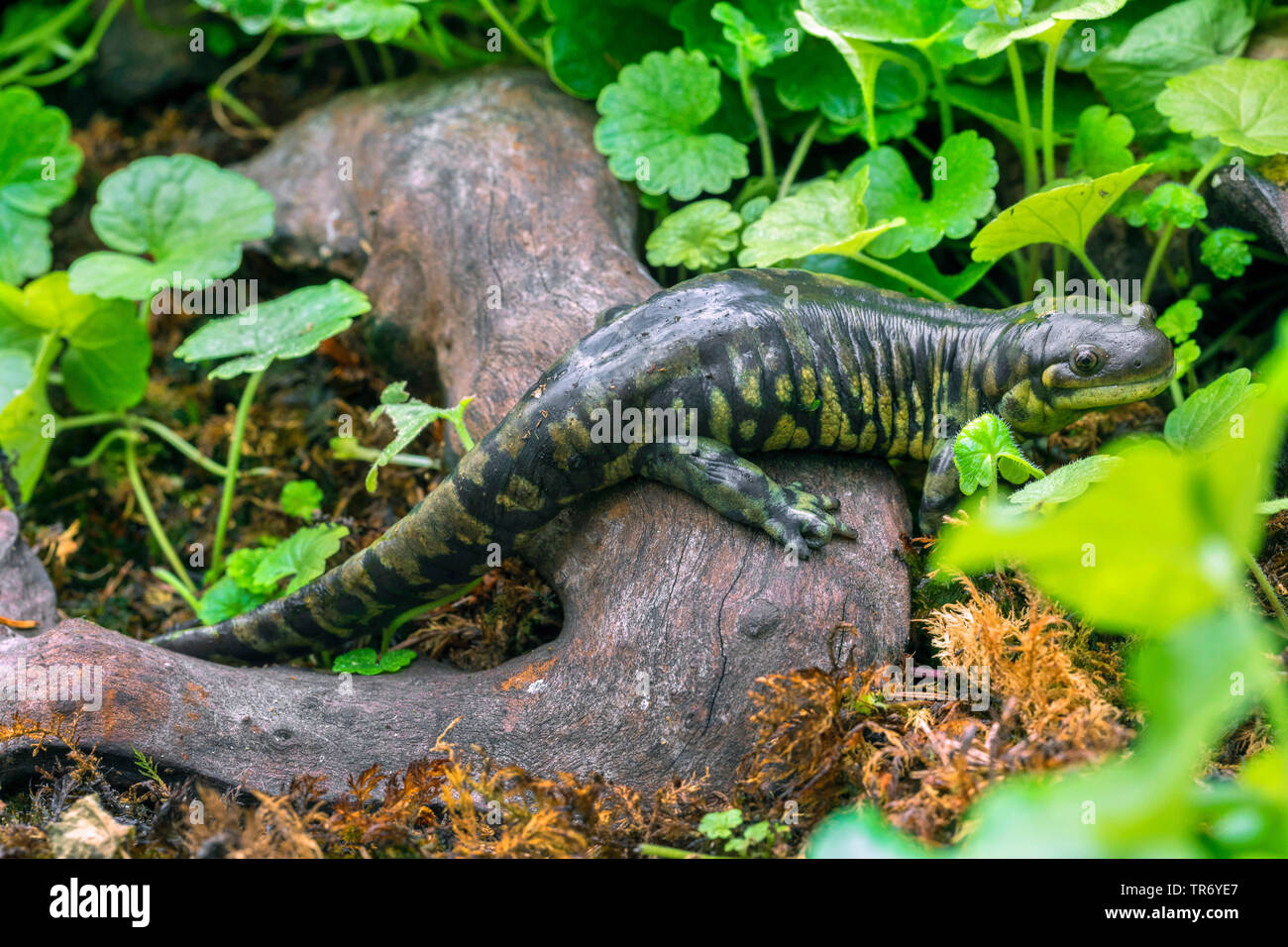 Barred Tiger Salamander (Ambystoma mavortium), on a root Stock Photo