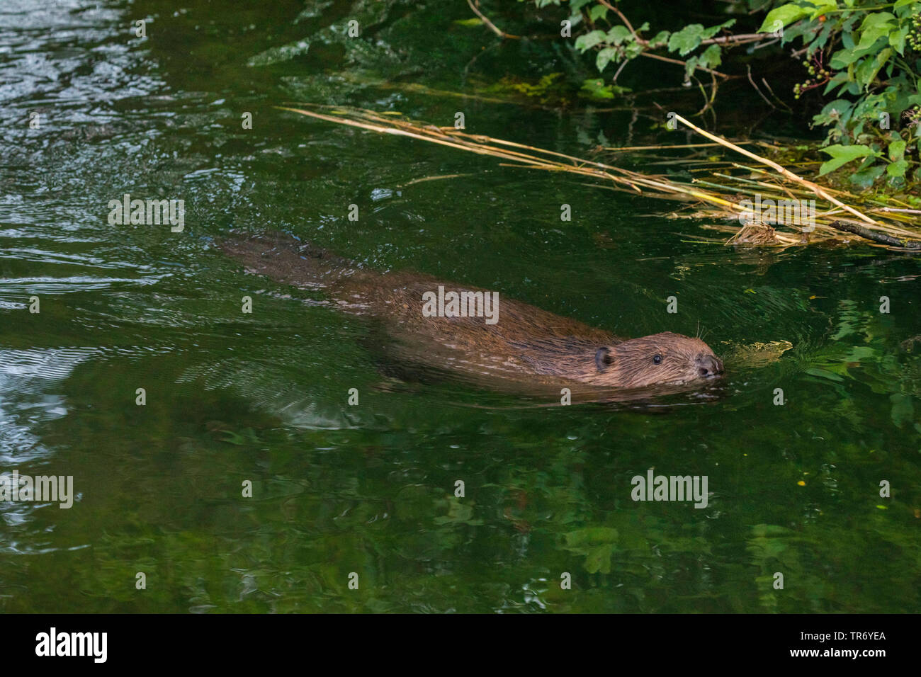 Eurasian beaver, European beaver (Castor fiber), swimming in river Dorfen, Germany, Bavaria Stock Photo