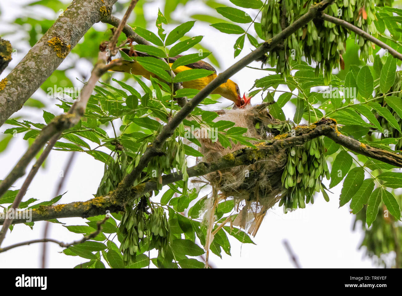 golden oriole (Oriolus oriolus), male feeding squab in the nest with , Germany, Bavaria Stock Photo