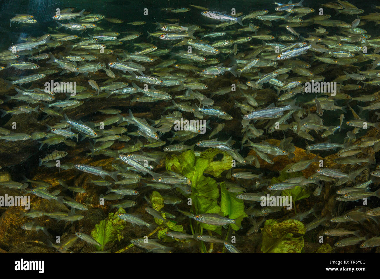 whitefish (Cypriniden), shoal of young whitefishes Stock Photo