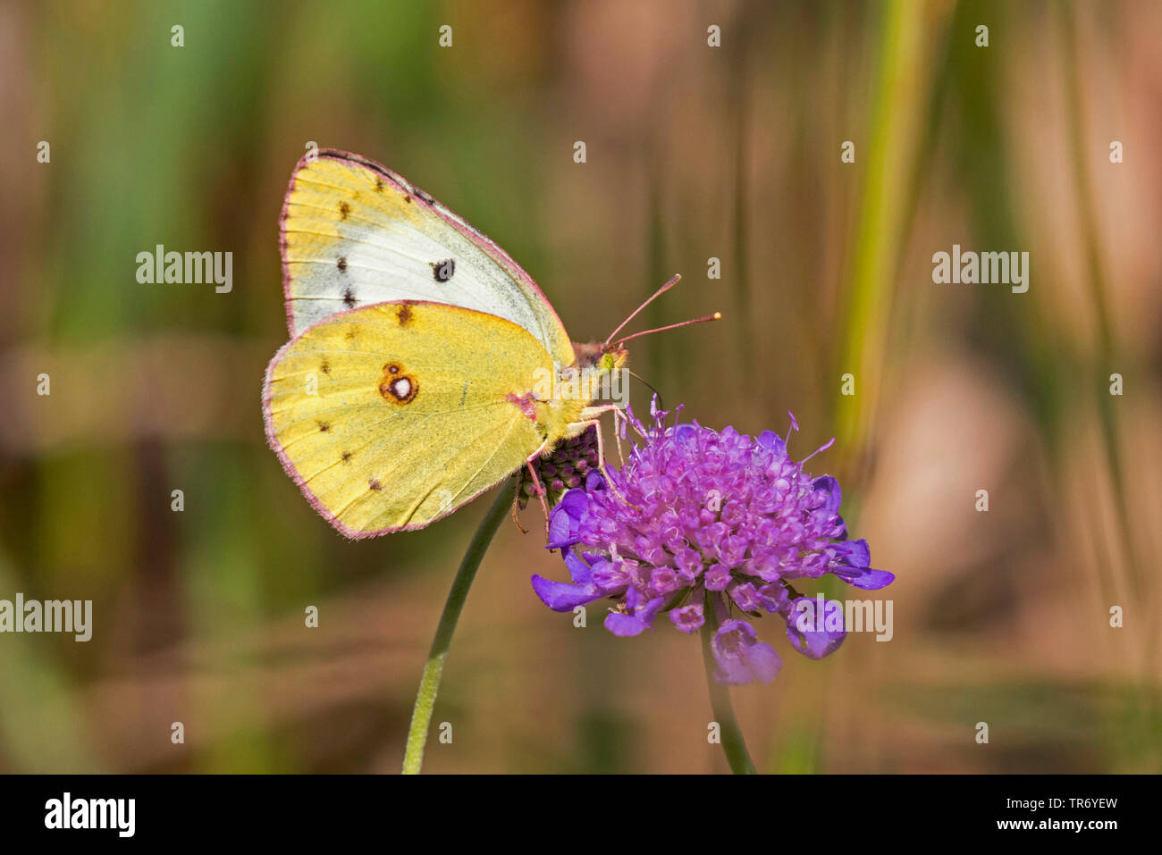 Pale Clouded Yellow (Colias hyale), on field scabious, sucking nectar, Germany, Bavaria Stock Photo