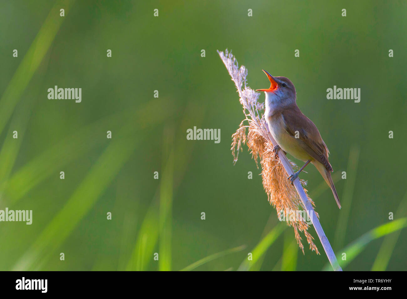 great reed warbler (Acrocephalus arundinaceus), male perching on a reed ...