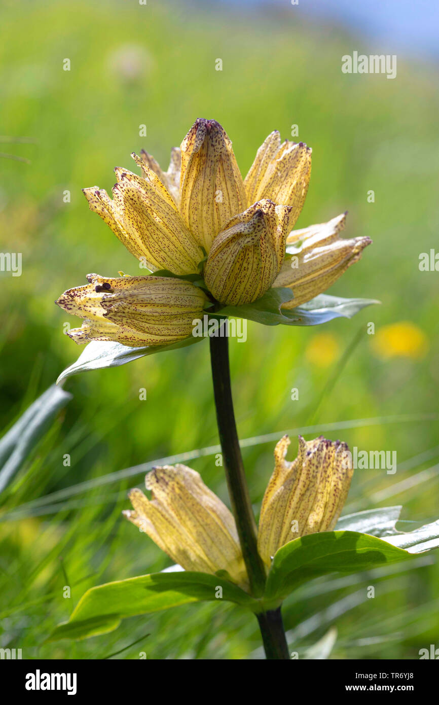 Spotted gentian (Gentiana punctata), inflorescence, Austria Stock Photo