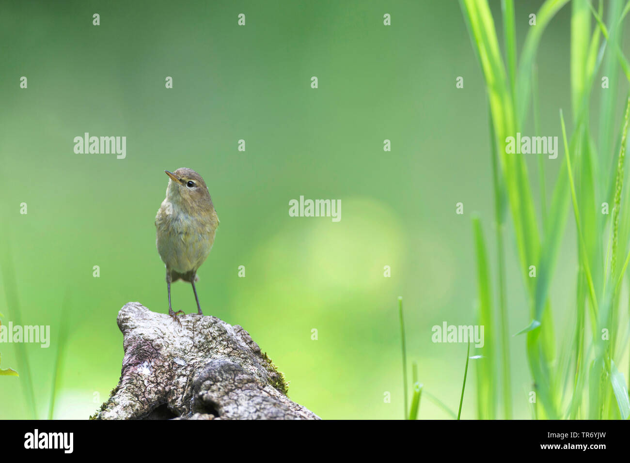 willow warbler (Phylloscopus trochilus), perching on dead wood, Germany, Bavaria Stock Photo
