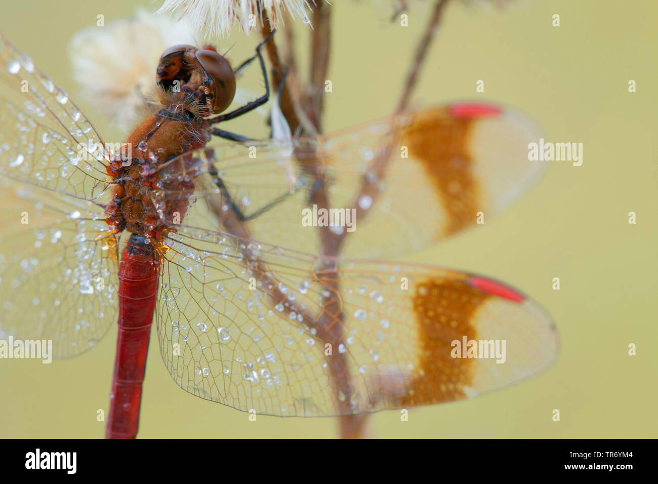 banded sympetrum (Sympetrum pedemontanum), at an inflorescence with morning dew, Germany, Bavaria Stock Photo
