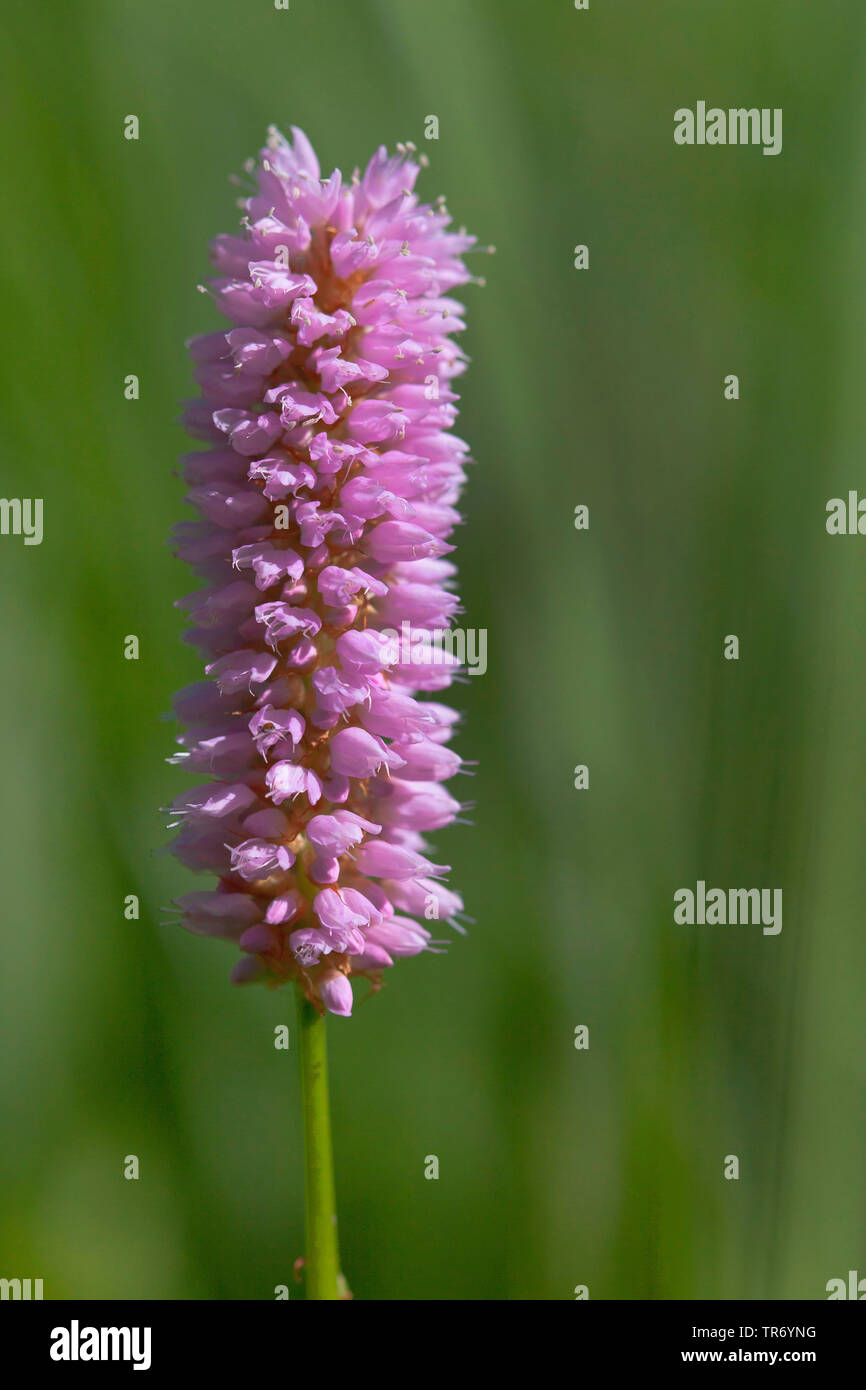 Common bistort, Meadow bistort (Polygonum bistorta, Bistorta ...