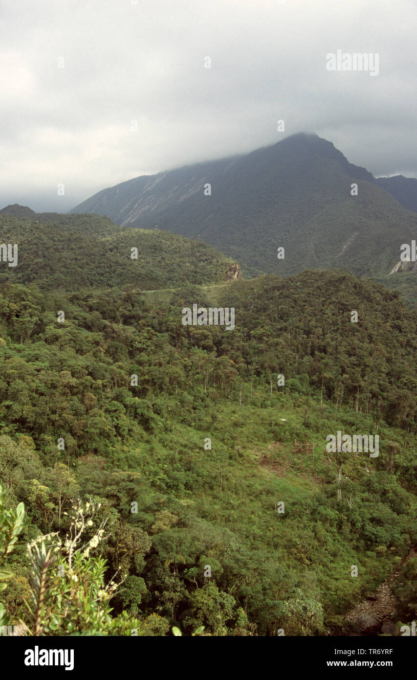 cloud forest Abra Patrica, Peru Stock Photo