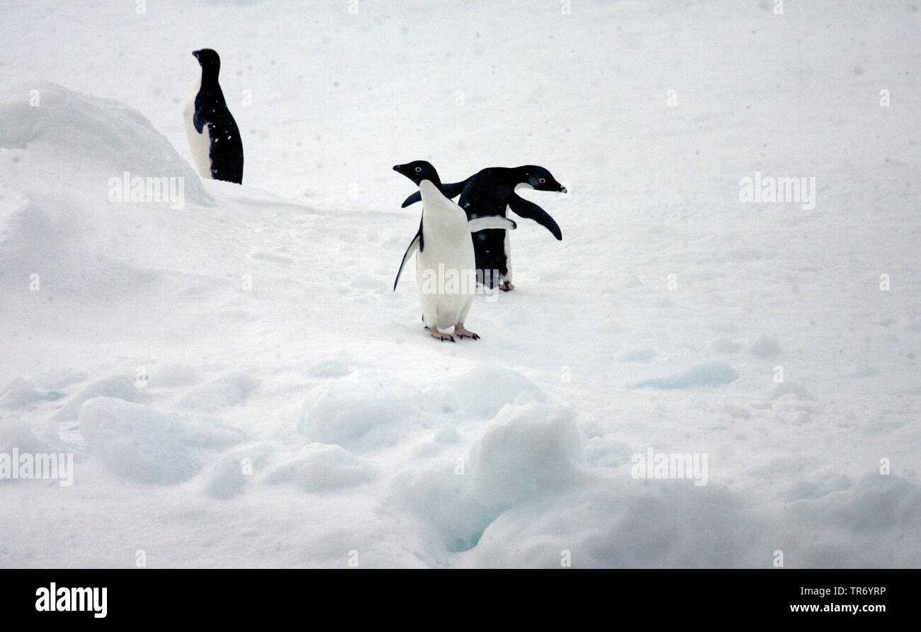 adelie penguin (Pygoscelis adeliae), on ice, Antarctica Stock Photo