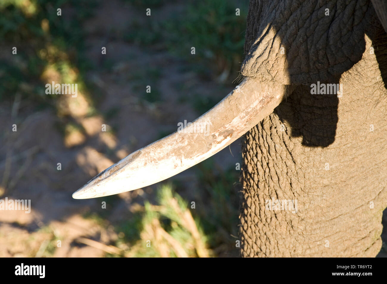African elephant (Loxodonta africana), tusk, South Africa, Krueger National Park Stock Photo