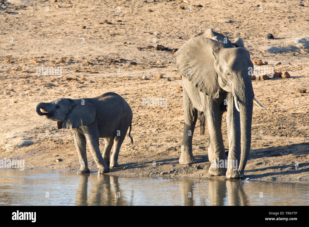 African elephant (Loxodonta africana), cow and calf drinking at a water hole, South Africa, Krueger National Park Stock Photo