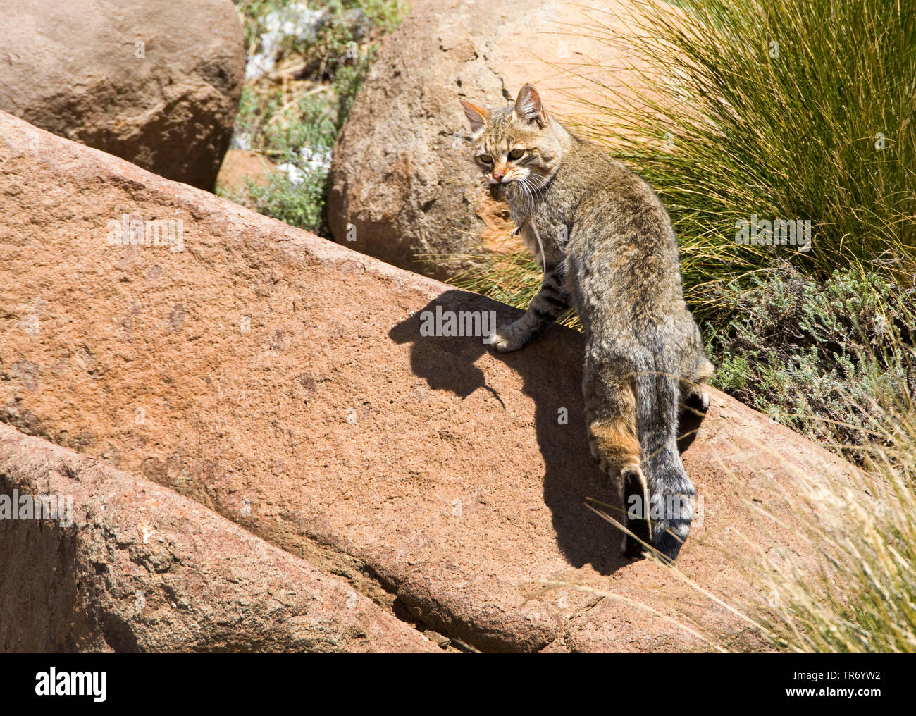 African wildcat (Felis lybica, Felis libyca, Felis silvestris lybica, Felis silvestris libyca), Lesotho, Drakensberge, Sani Pass Stock Photo