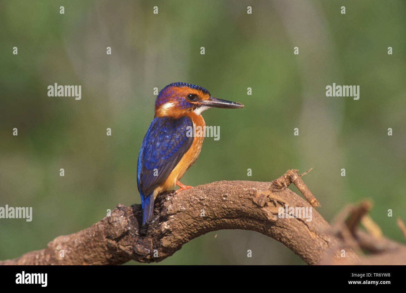 African Pygmy Kingfisher (Ispidina picta, Ceyx pictus), sitting on a branch, Kenya Stock Photo