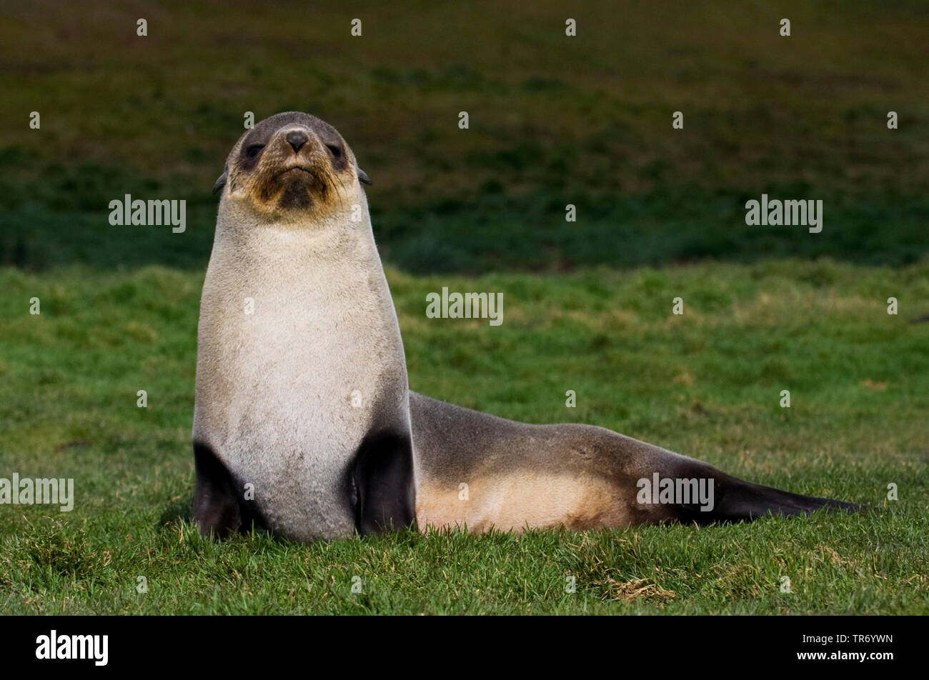 Antarctic fur seal (Arctocephalus gazella), lying on a meadow, Suedgeorgien Stock Photo