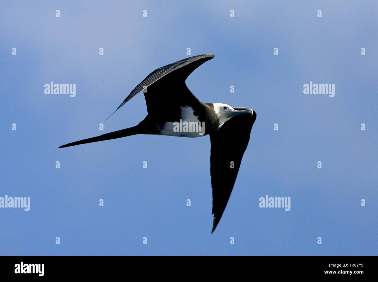 ascension frigate bird (Fregata aquila), flying, Ascension Stock Photo