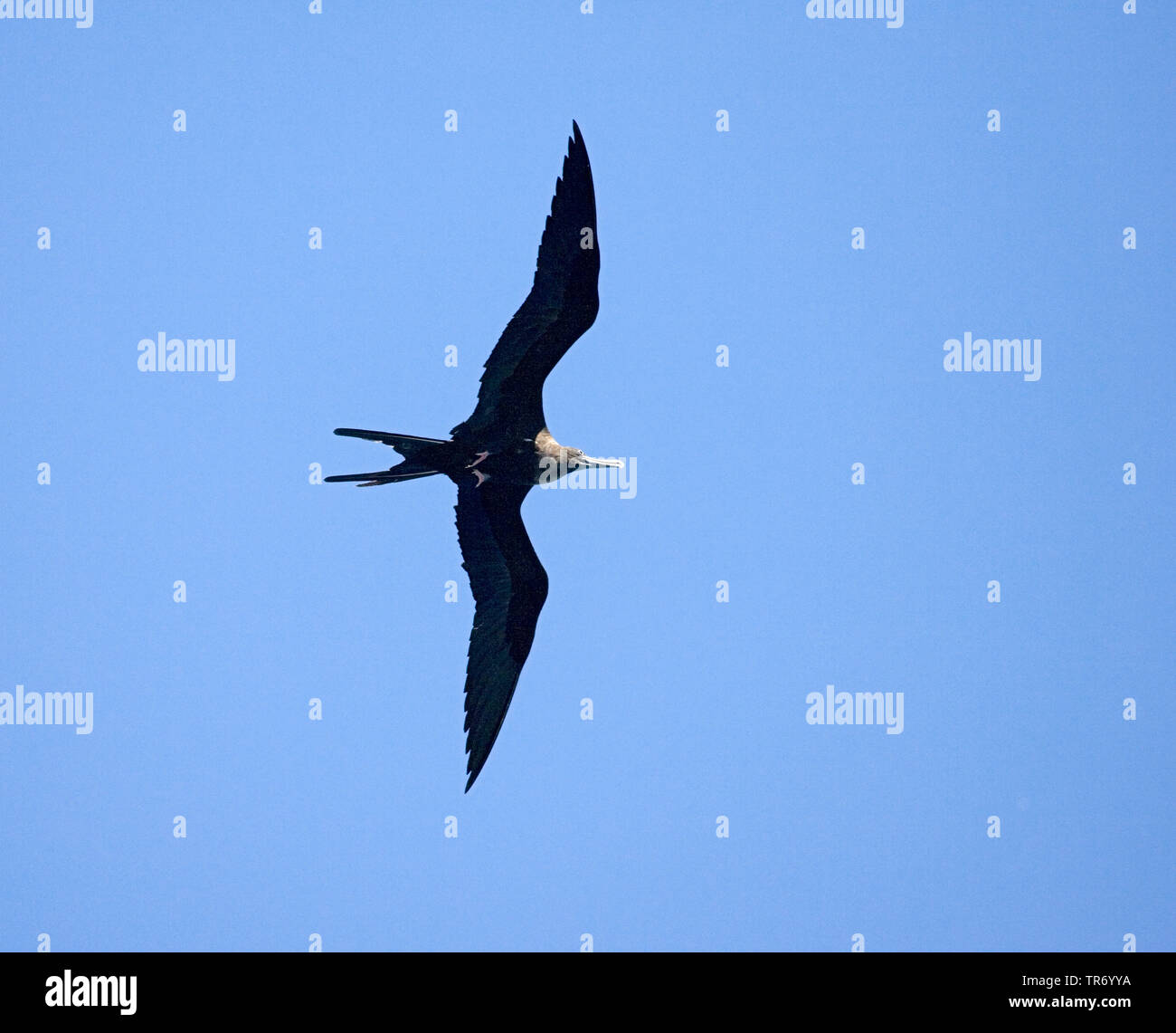 ascension frigate bird (Fregata aquila), flying, Ascension Stock Photo