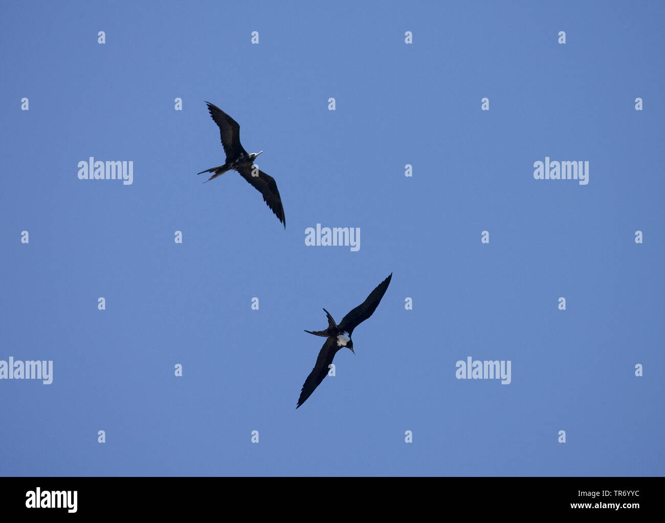 ascension frigate bird (Fregata aquila), flying, Ascension Stock Photo