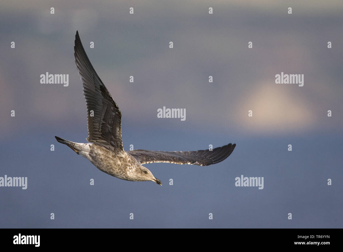 Yellow-legged Gull (Larus michahellis atlantis, Larus cachinnans michahellis atlantis), ssp. atlantis, flying, Azores Stock Photo