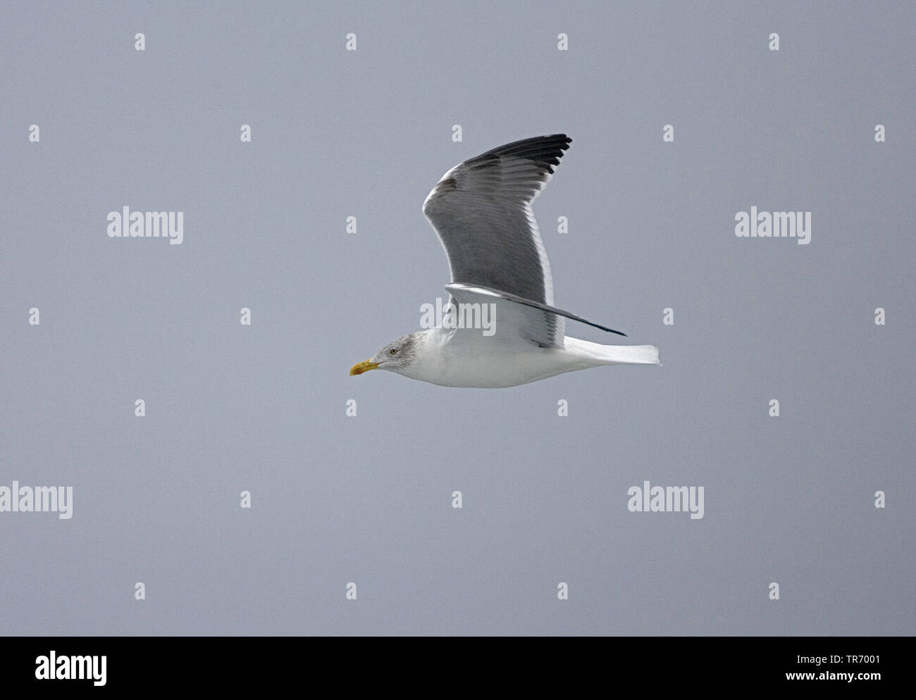 Yellow-legged Gull (Larus michahellis atlantis, Larus cachinnans michahellis atlantis), ssp. atlantis, flying, Azores Stock Photo