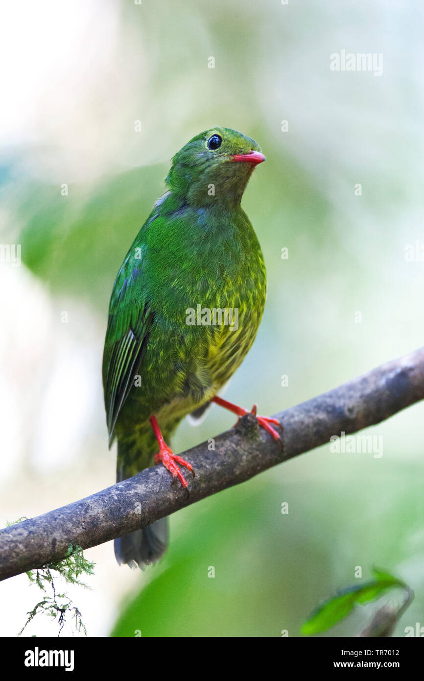 green & black fruiteater (Pipreola riefferii), female sitting on a branch, Colombia, Rio Blanco, Manizales Stock Photo