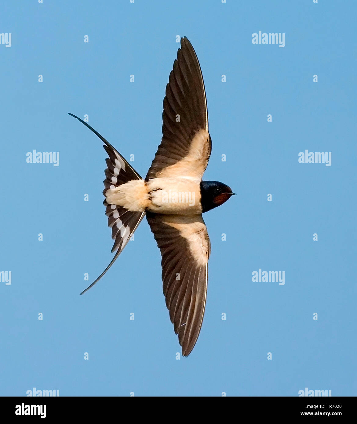 barn swallow (Hirundo rustica), flying, Netherlands Stock Photo