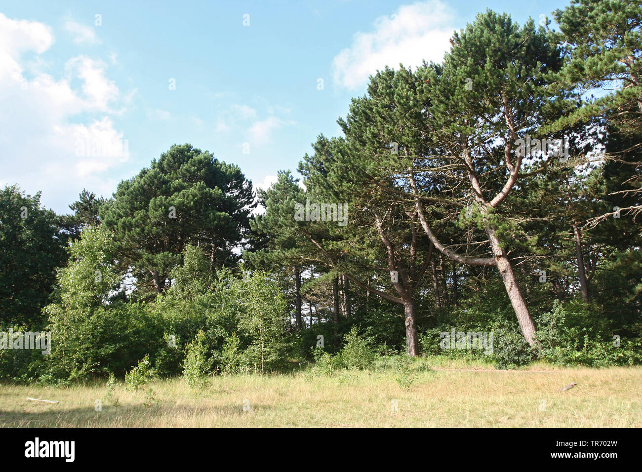 Scotch pine, Scots pine (Pinus sylvestris), Coastal Pine woods Netherlands, Netherlands Stock Photo