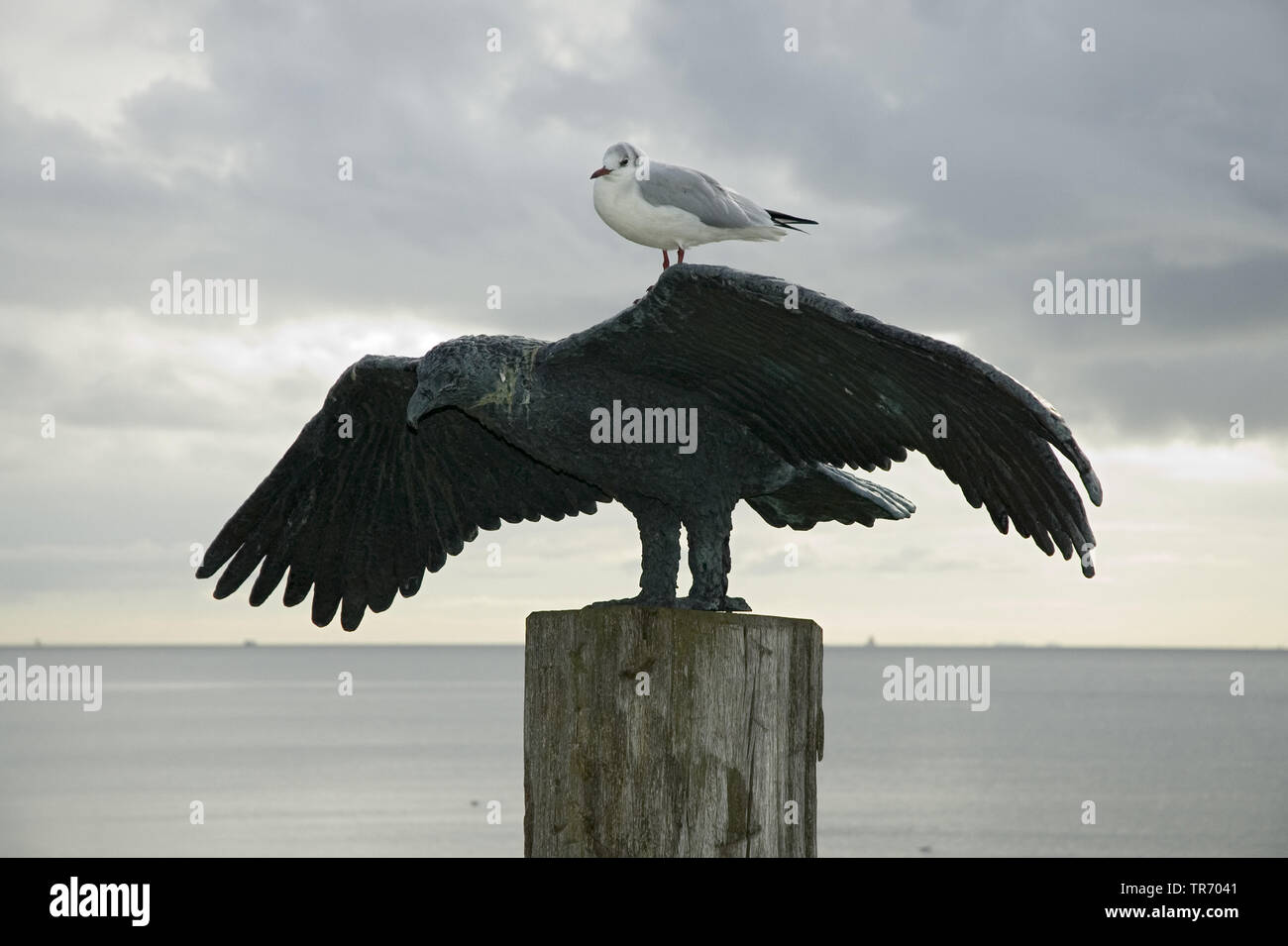 black-headed gull (Larus ridibundus, Chroicocephalus ridibundus), sitting on a bird sculpture, Netherlands, Vlieland, Waddendijk Stock Photo