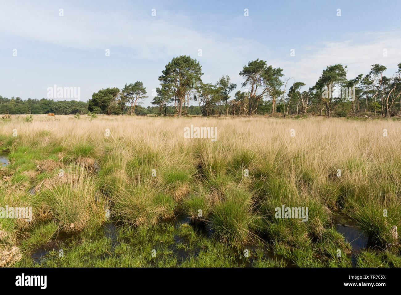 purple moor-grass (Molinia caerulea), landscape at Strabrechtse Heide, Netherlands, Noord-Brabant Stock Photo