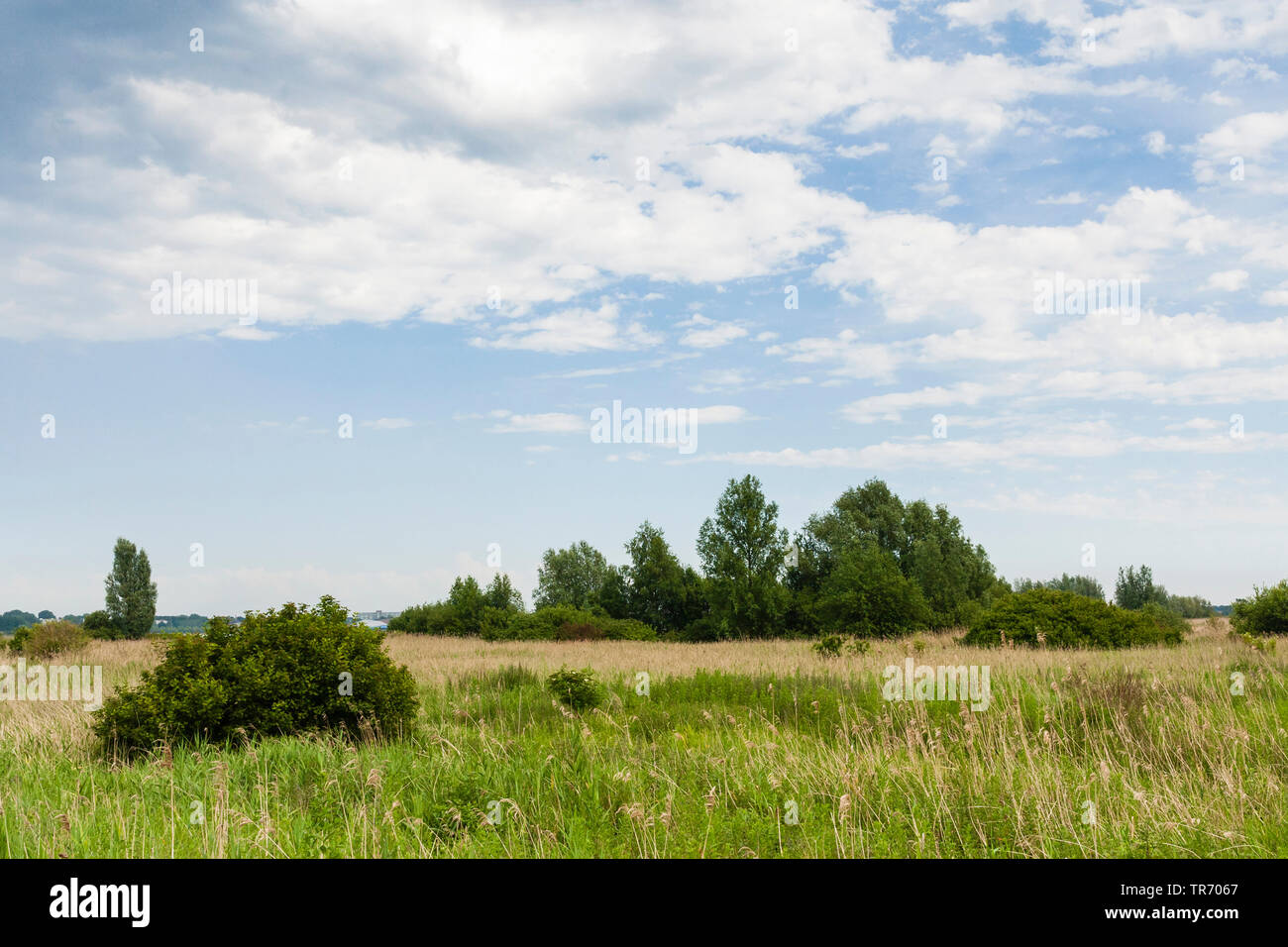 European Reed Beds Reed bed zone hi-res stock photography and images - Alamy