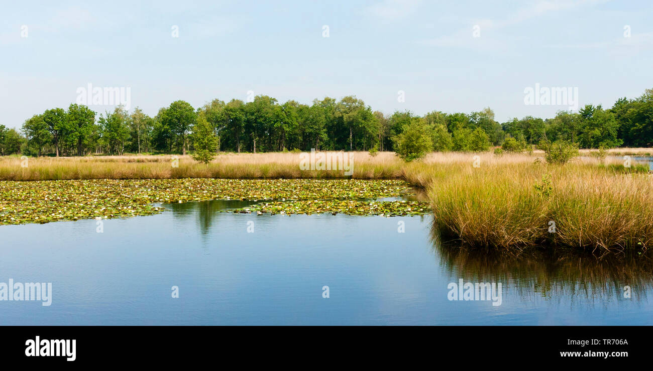 lake Kogelvangersven, Netherlands, Noord-Brabant, Kampina Stock Photo