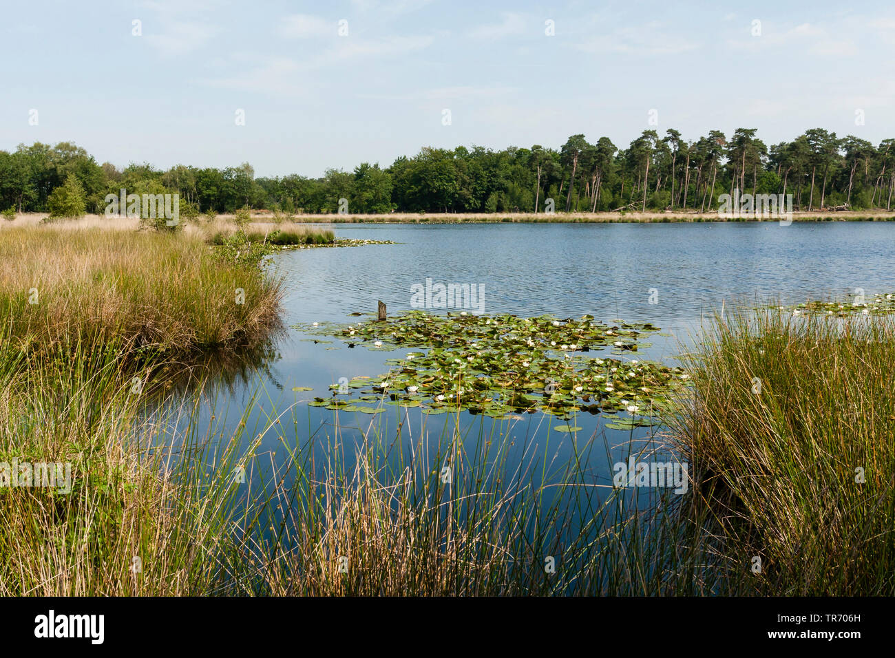 lake Kogelvangersven, Netherlands, Noord-Brabant, Kampina Stock Photo
