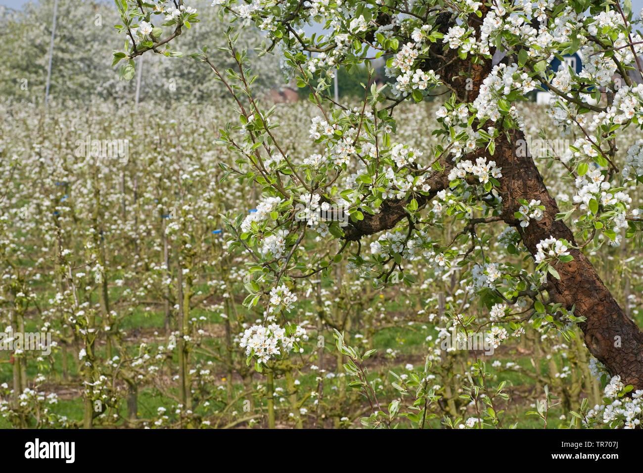 Cherry tree, Sweet cherry (Prunus avium), blooming chrry tree in front of apple orchard, espalier fruits, Netherlands, Gelderland, Betuwe Stock Photo