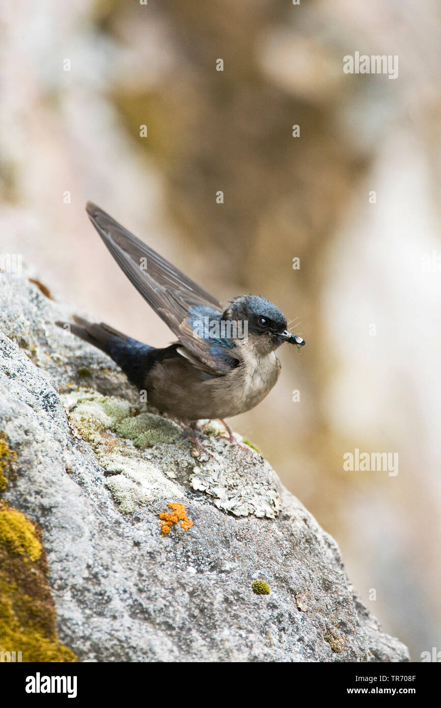 brownbellied swallow (Notiochelidon murina, Orochelidon murina