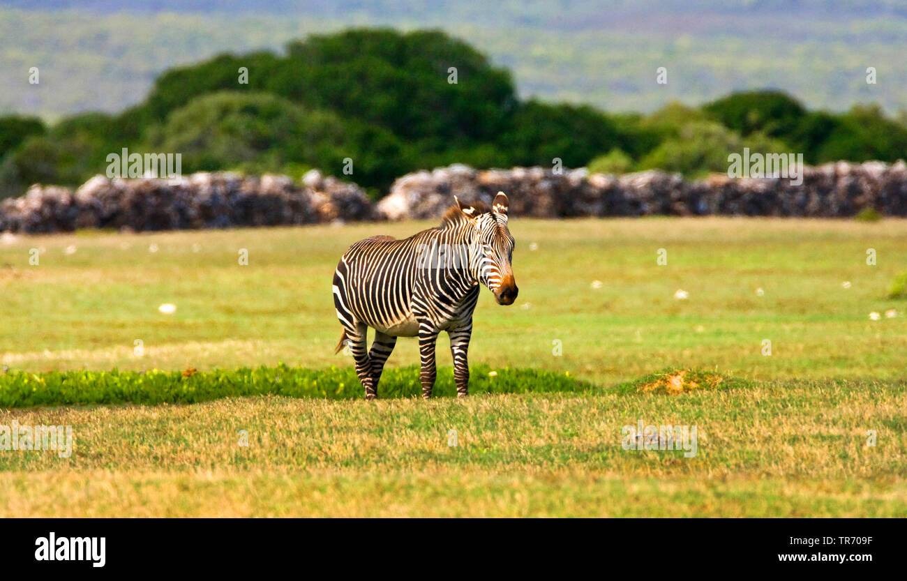Cape Mountain Zebra, Mountain Zebra (Equus zebra zebra), South Africa Stock Photo