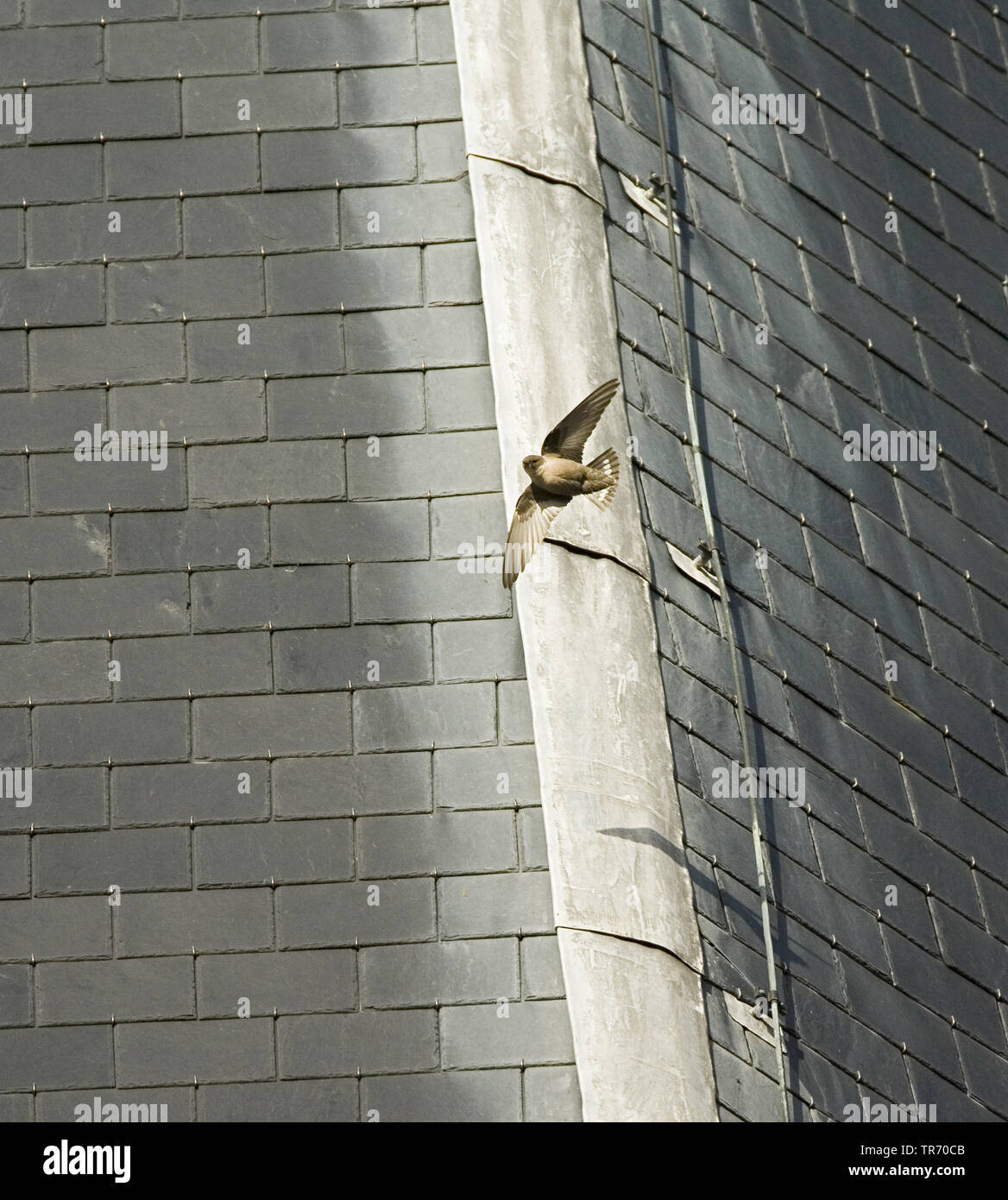 crag martin (Ptyonoprogne rupestris, Hirundo rupestris), flying near buildings, Netherlands Stock Photo