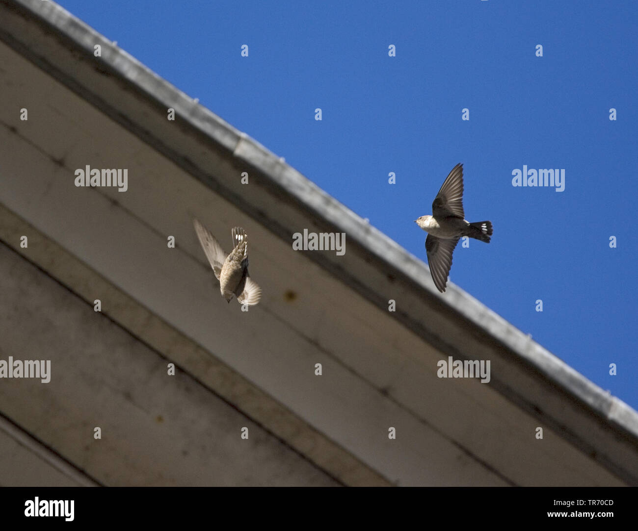 crag martin (Ptyonoprogne rupestris, Hirundo rupestris), flying near buildings, Netherlands Stock Photo