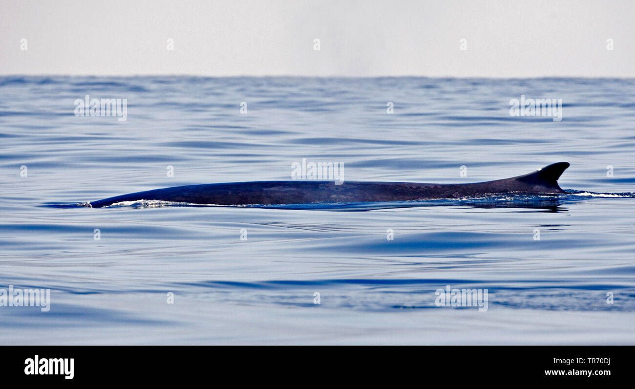 fin whale, common rorqual (Balaenoptera physalus), USA Stock Photo