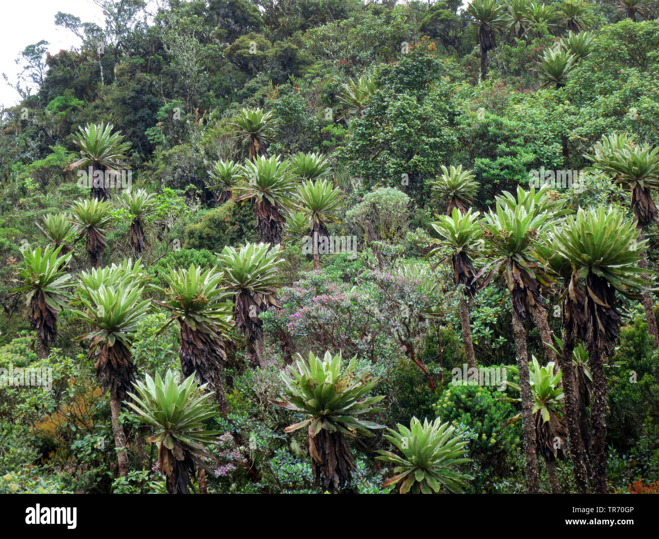 Espeletia (Espeletia spec.), Colombia, Cundinamarca, Chingaza National Park, Bogota Stock Photo