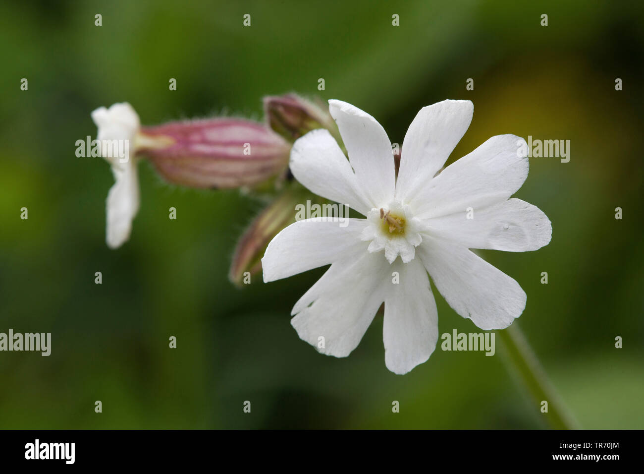 White Campion (Silene latifolia subsp. alba, Silene alba, Silene pratensis, Melandrium album), flowers, Germany Stock Photo