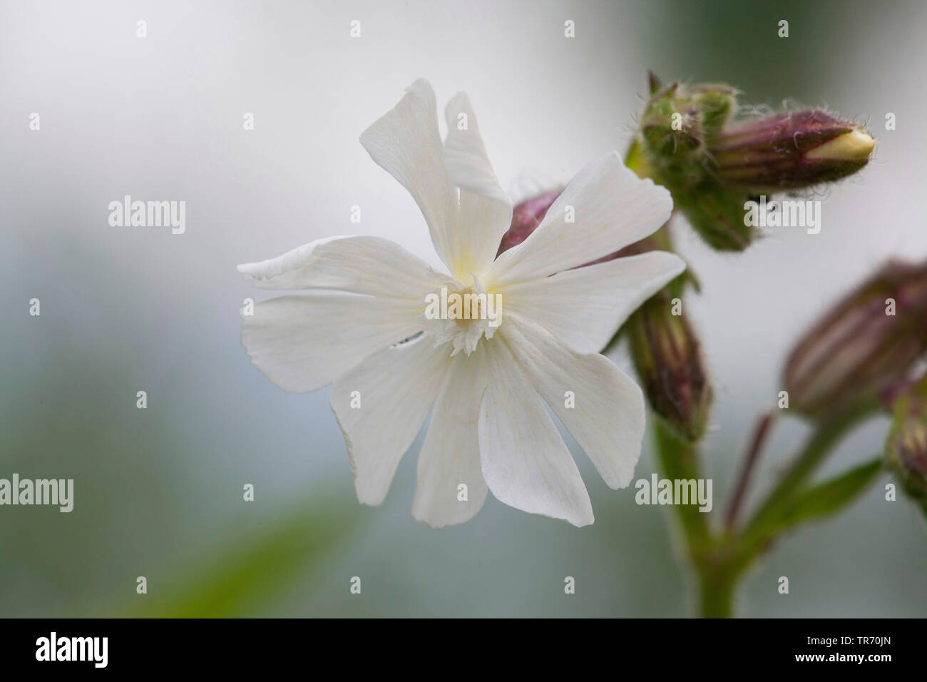 White Campion (Silene latifolia subsp. alba, Silene alba, Silene pratensis, Melandrium album), flower, Germany Stock Photo