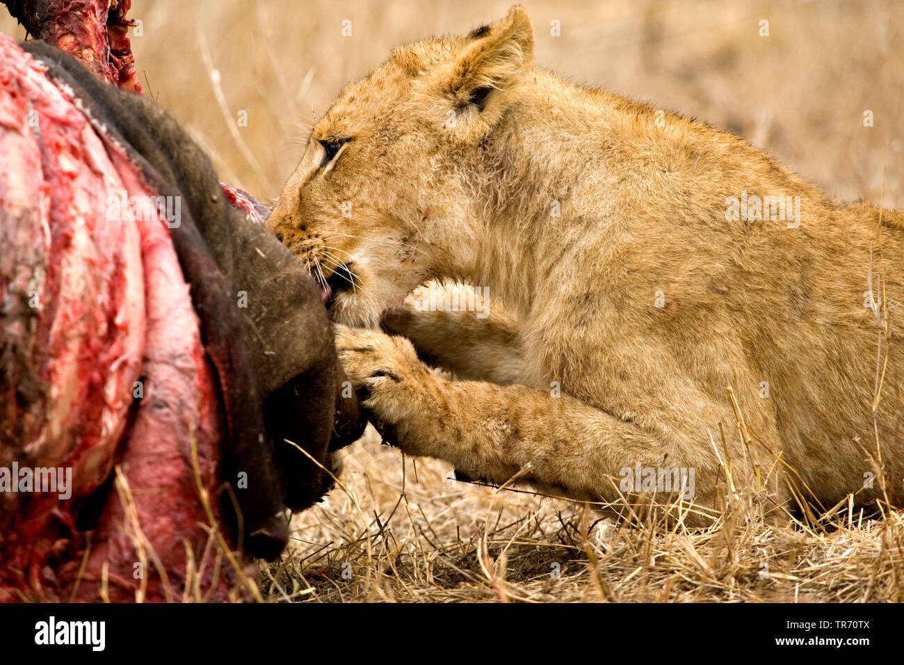 lion (Panthera leo), eating the pray, South Africa, Krueger National Park Stock Photo