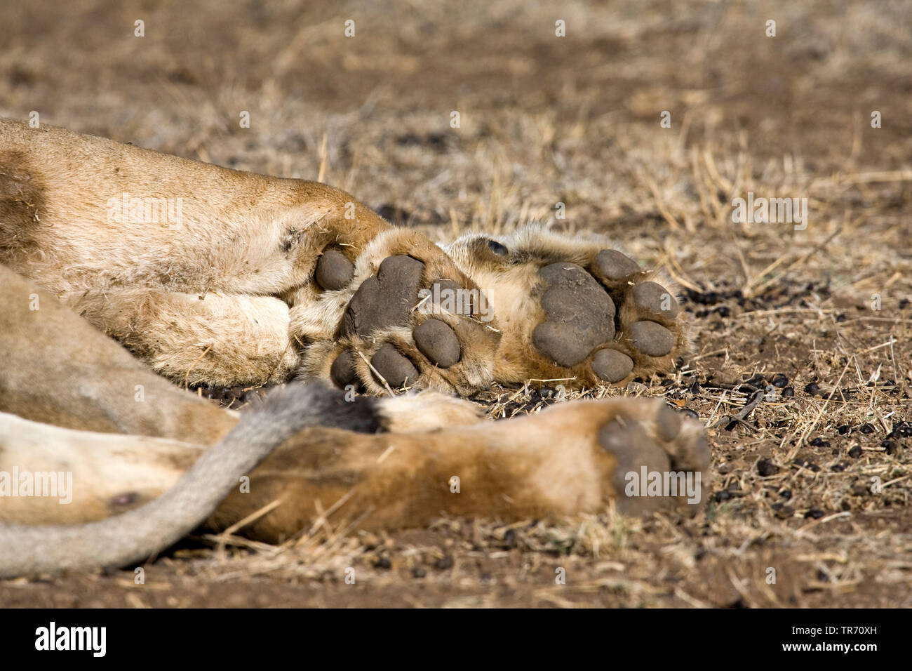 lion (Panthera leo), paws, South Africa, Krueger National Park Stock Photo