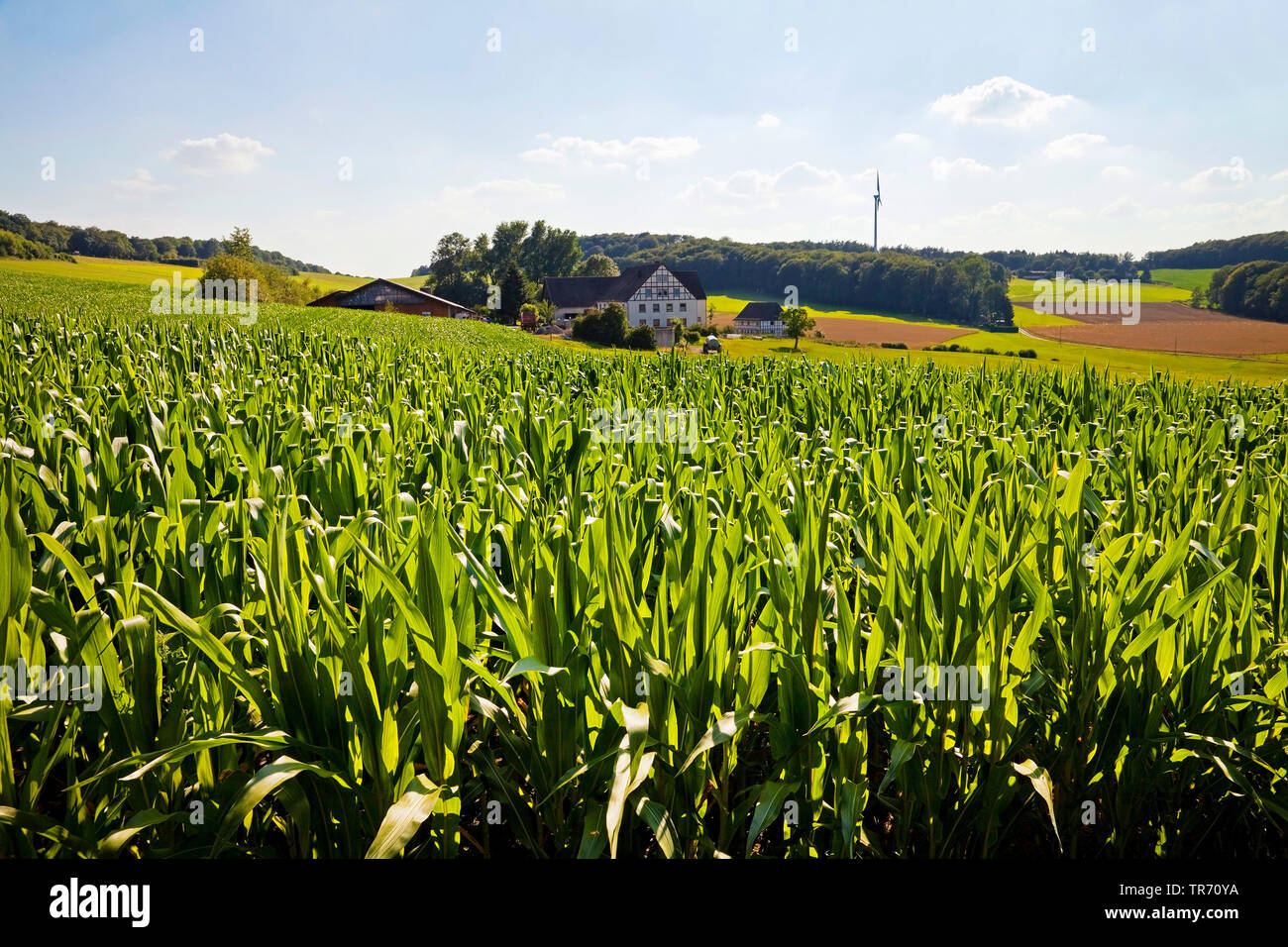 mayze field in Elfringhauser Schweiz, Germany, North Rhine-Westphalia, Ruhr Area, Hattingen Stock Photo