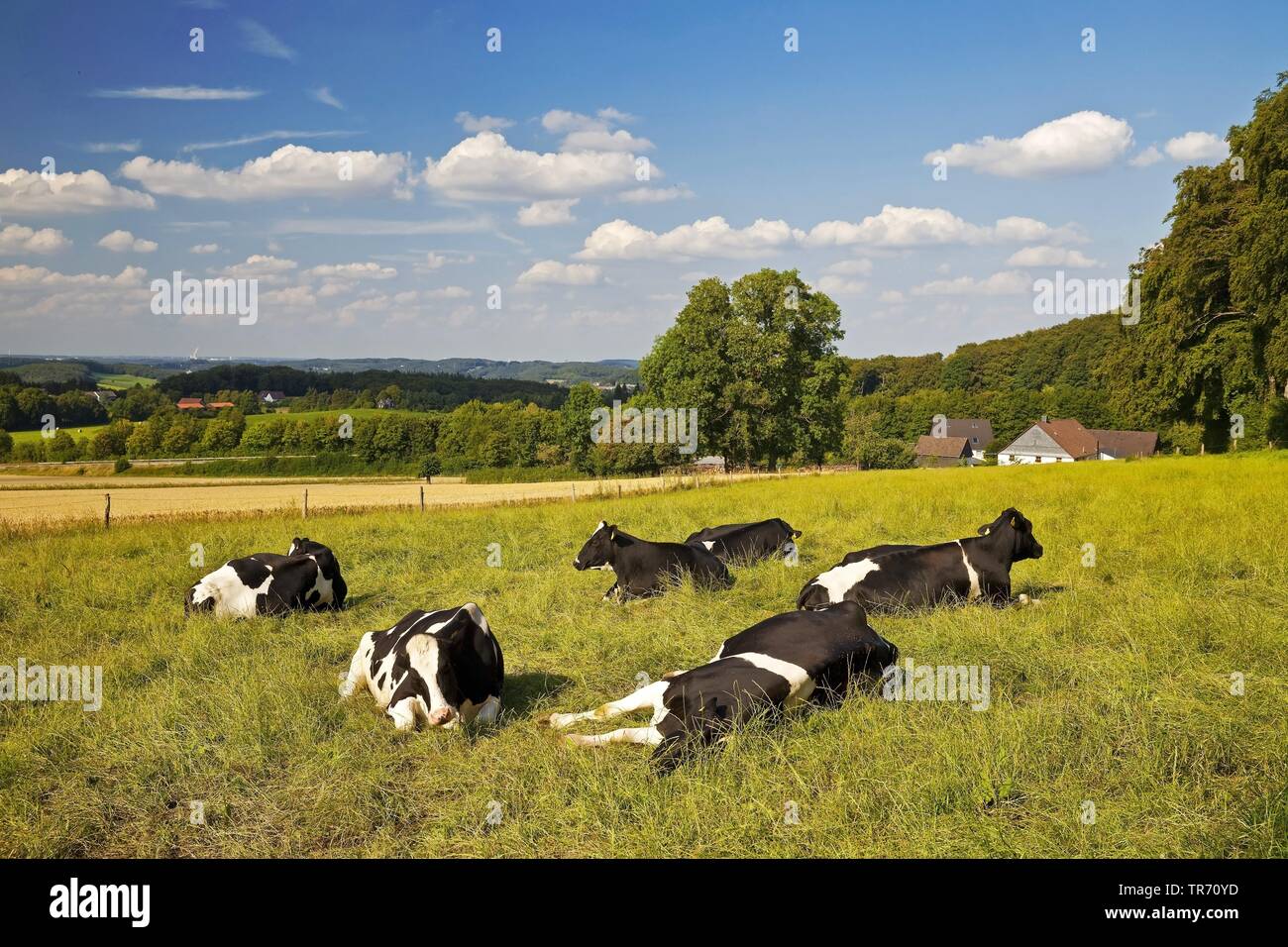 resting cows on a pasture in Elfringhauser Schweiz, Germany, North Rhine-Westphalia, Ruhr Area, Hattingen Stock Photo