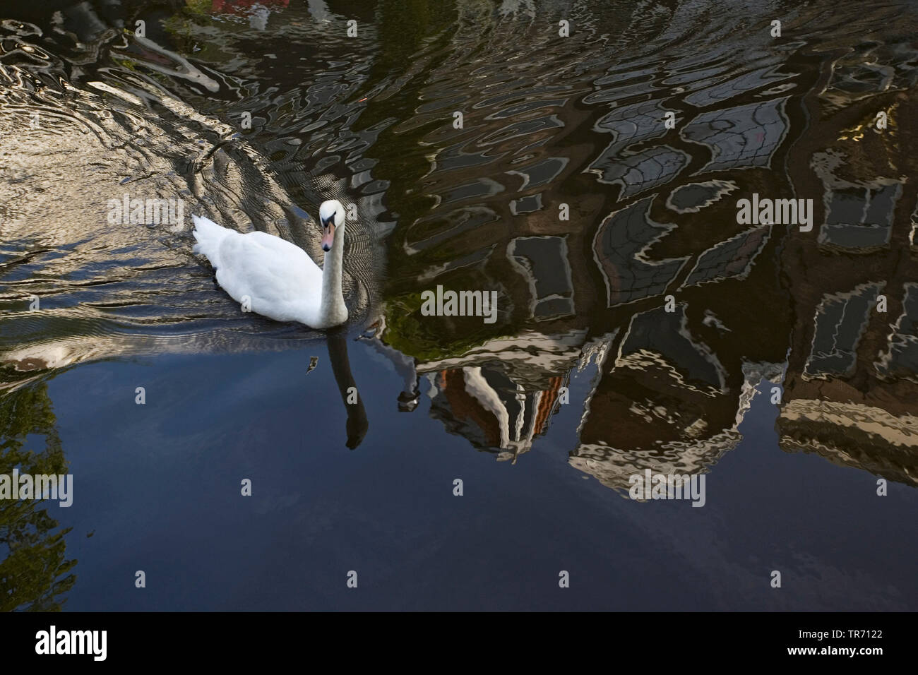 mute swan (Cygnus olor), pair swimming in Amsterdam canals, Netherlands, Amsterdam Stock Photo