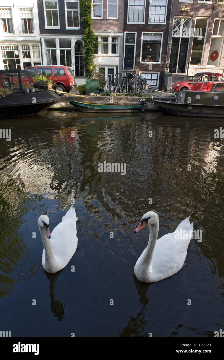 mute swan (Cygnus olor), pair swimming in Amsterdam canals, Netherlands, Amsterdam Stock Photo
