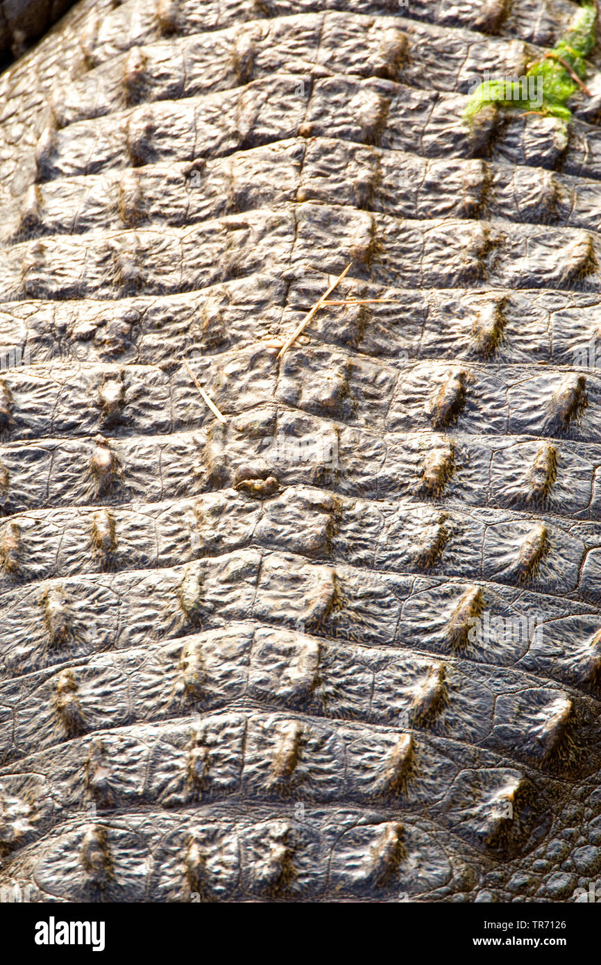 Nile crocodile (Crocodylus niloticus), scales, South Africa, Krueger National Park Stock Photo