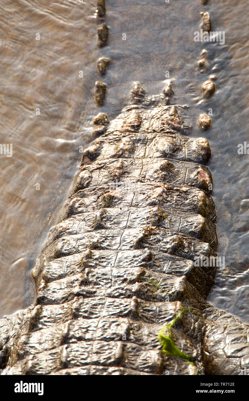 Nile crocodile (Crocodylus niloticus), scales, South Africa, Krueger National Park Stock Photo