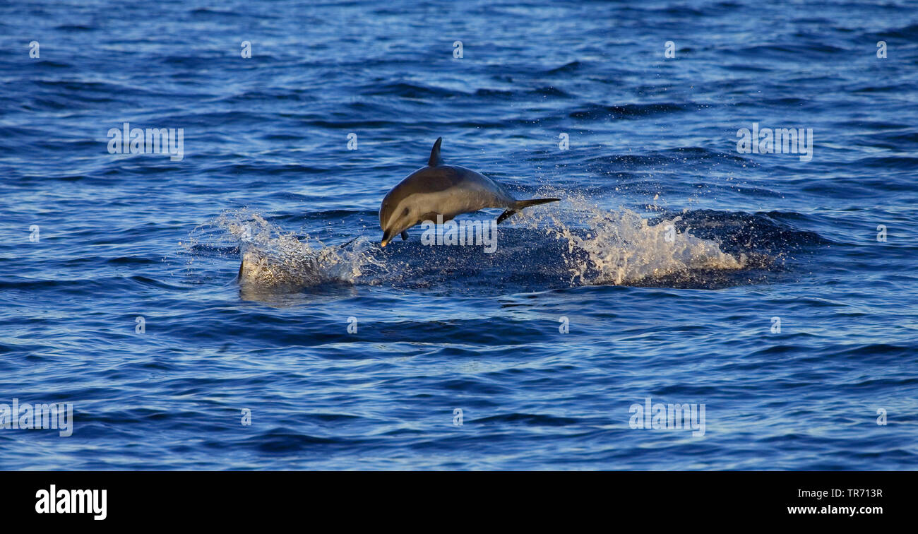 bridled dolphin, pantropical spotted dolphin, white-spotted dolphin (Stenella attenuata), jumping, Saint Helena Stock Photo