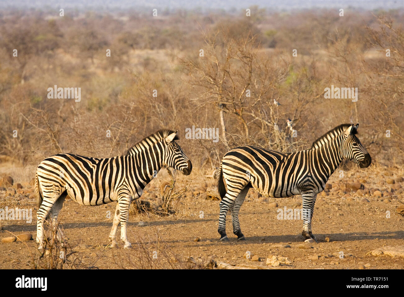 Burchell's zebra, zebra, Common zebra (Equus quagga burchelli, Equus burchelli), two zebras in savanah, South Africa, Krueger National Park Stock Photo