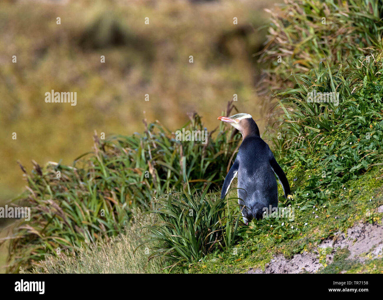 yellow-eyed penguin (Megadyptes antipodes), standing alert on a hill on Enderby Island, New Zealand, Auckland islands, Enderby Island Stock Photo